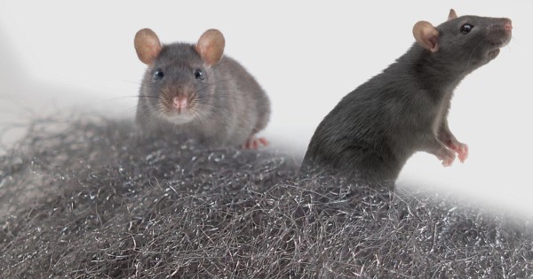 Steel wool as an alternative to PUR foam against mice